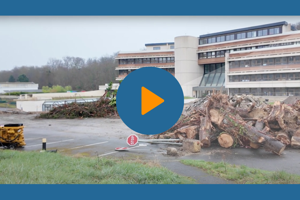 L&rsquo;incroyable abattage en série d&rsquo;arbres remarquables dans un parc arboré d&rsquo;Avon. Autrefois protégés par le PLU, ils venaient d&rsquo;être déclassés…